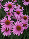 Magnus Purple Coneflower